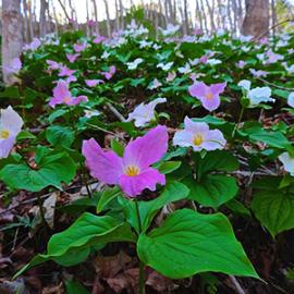 How Biodiversity is Helping to Revitalize Coal Country